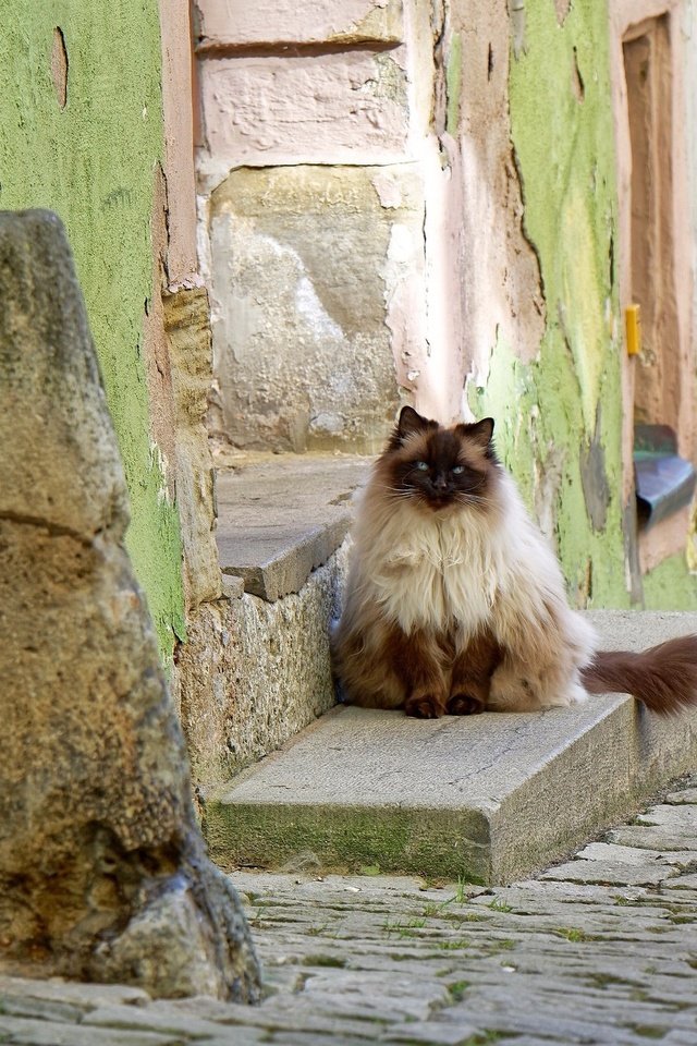 Обои кошка, улица, дом, cat, street, house разрешение 2048x1365 Загрузить