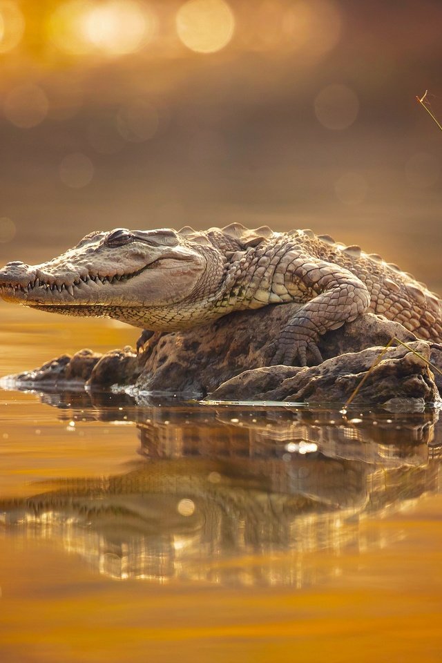Обои крокодил, crocodile разрешение 2500x1667 Загрузить