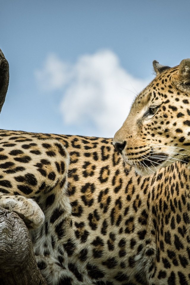 Обои леопард, коряга, дикая кошка, leopard, snag, wild cat разрешение 2048x1280 Загрузить