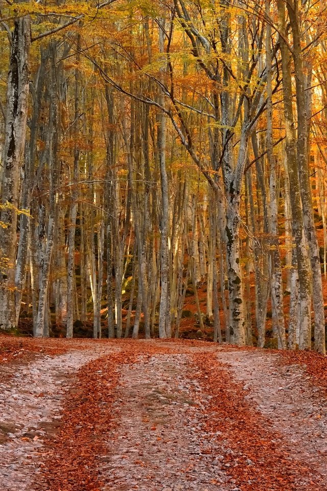 Обои лес, осень, forest, autumn разрешение 3840x2160 Загрузить