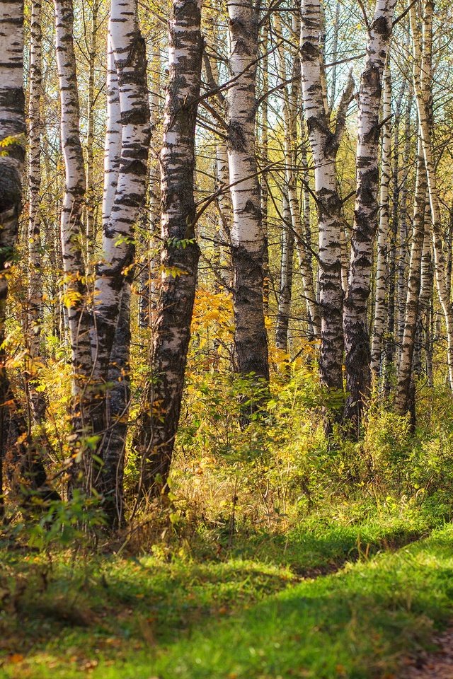 Обои лес, стволы, березы, листва, осень, роща, березовая роща, forest, trunks, birch, foliage, autumn, grove, birch grove разрешение 3840x2160 Загрузить