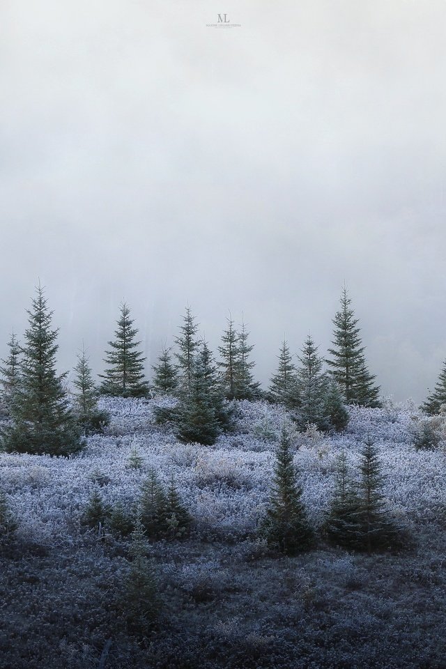 Обои лес, туман, елки, forest, fog, tree разрешение 3072x1728 Загрузить