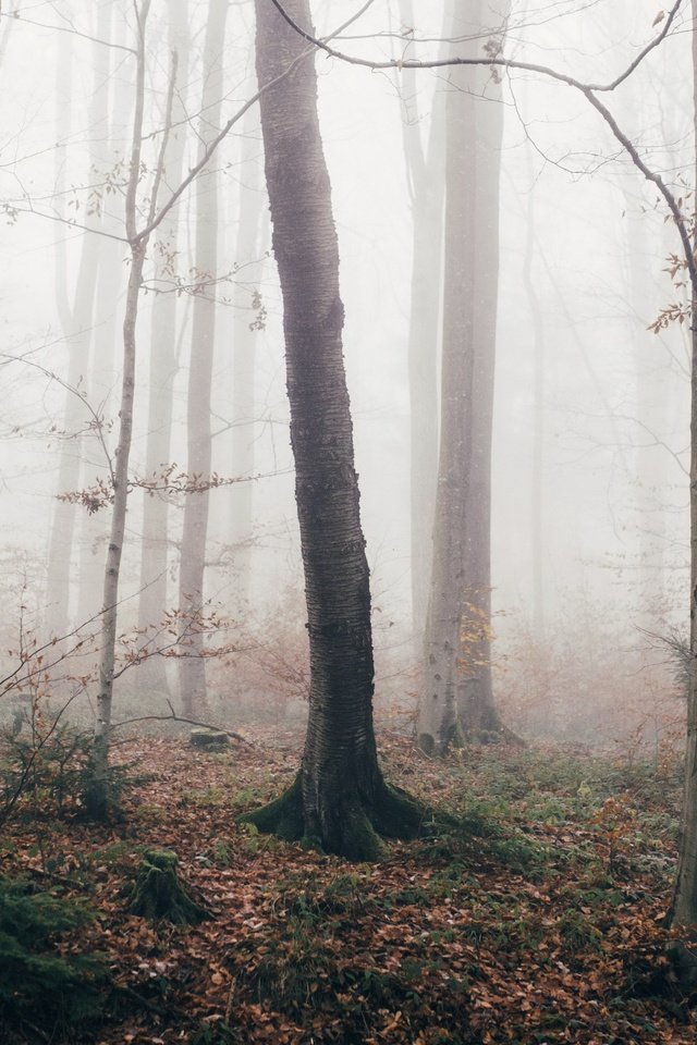 Обои лес, туман, осень, forest, fog, autumn разрешение 3840x2160 Загрузить