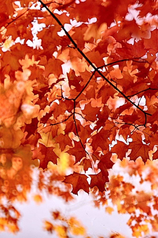 Обои листья, клен, багрянец, leaves, maple, the crimson разрешение 4096x2730 Загрузить