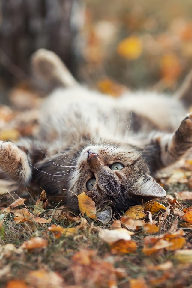 Обои листья, кот, осень, leaves, cat, autumn разрешение 1920x1199 Загрузить