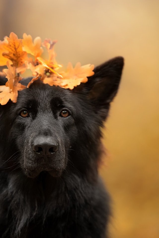 Обои листья, осень, собака, leaves, autumn, dog разрешение 2048x1367 Загрузить