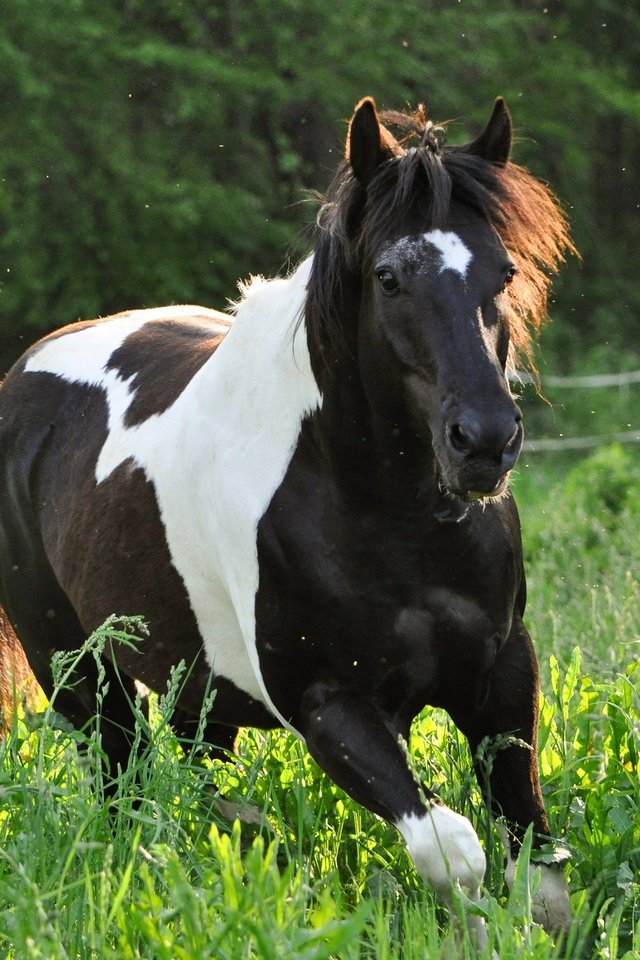 Обои лошадь, природа, конь, бег, horse, nature, running разрешение 2880x1913 Загрузить