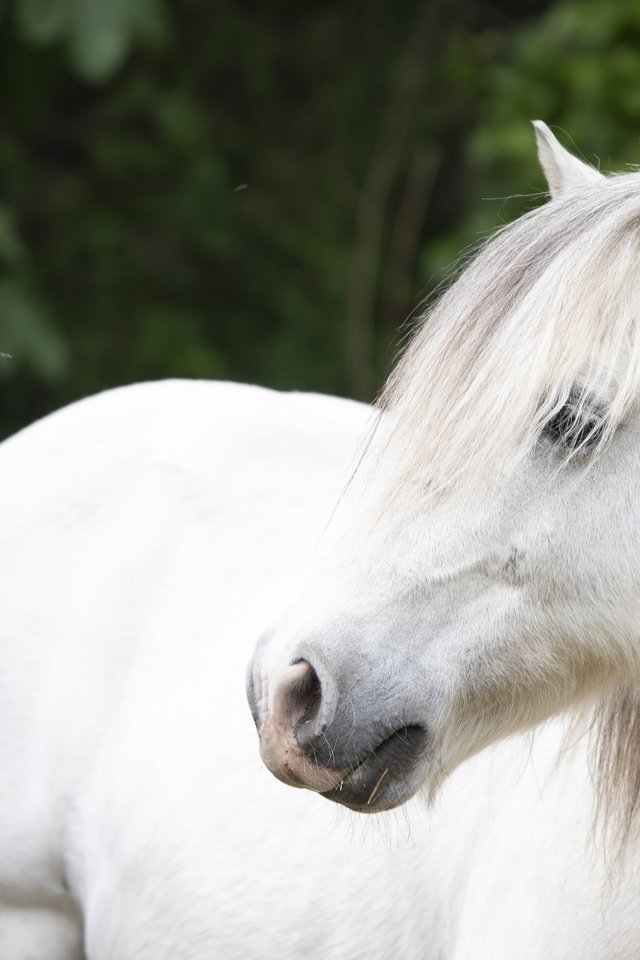 Обои лошадь, взгляд, конь, белая, horse, look, white разрешение 6000x4000 Загрузить