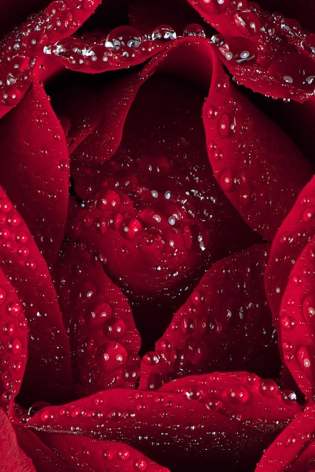 Обои макро, капли, роза, лепестки, macro, drops, rose, petals разрешение 2000x1393 Загрузить