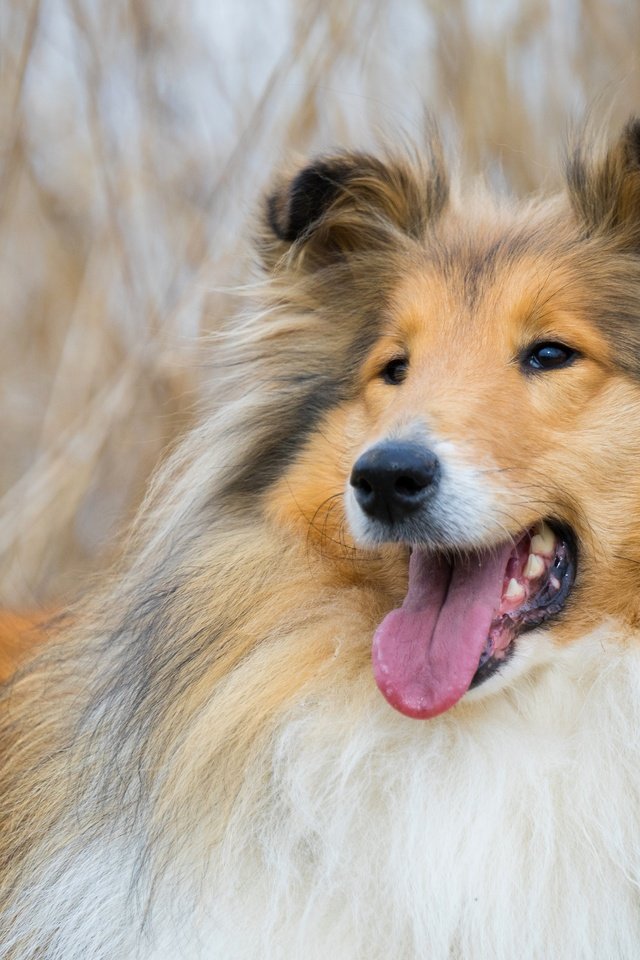 Обои морда, фон, собака, колли, face, background, dog, collie разрешение 5608x3739 Загрузить