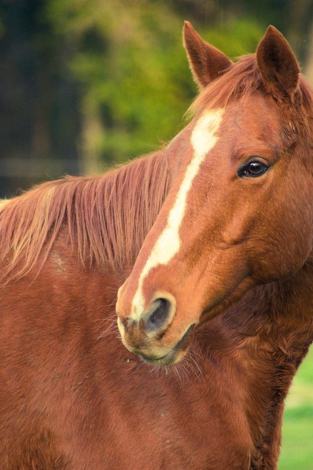 Обои морда, лошадь, взгляд, рыжая, конь, face, horse, look, red разрешение 3840x2560 Загрузить