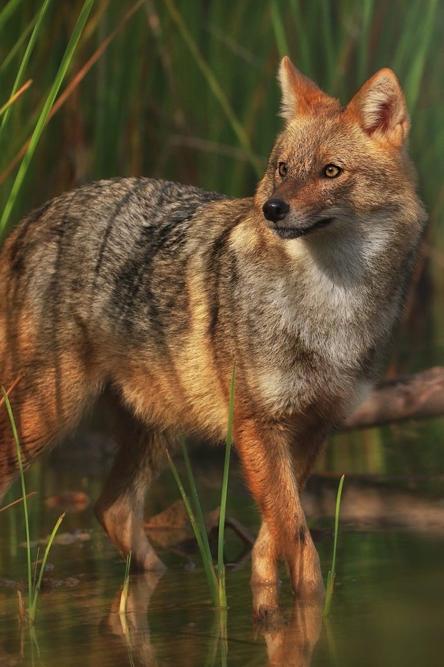 Обои морда, свет, трава, вода, взгляд, водоем, волк, койот, face, light, grass, water, look, pond, wolf, coyote разрешение 2000x1333 Загрузить