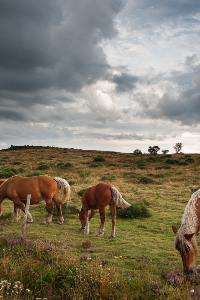 Обои небо, тучи, лето, лошади, кони, пастбище, стадо, пасмурно, the sky, clouds, summer, horse, horses, pasture, the herd, overcast разрешение 4256x2832 Загрузить