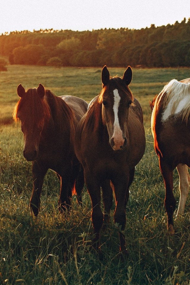 Обои поле, лошади, кони, солнечный свет, field, horse, horses, sunlight разрешение 3840x2160 Загрузить