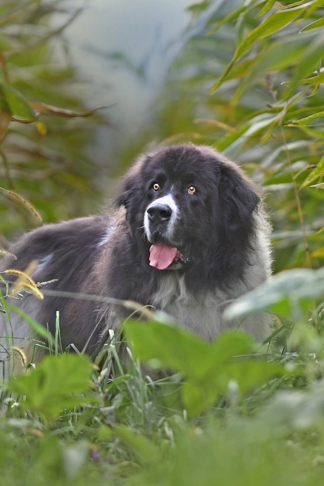 Обои поле, собака, кукуруза, ландсир, field, dog, corn разрешение 3600x2519 Загрузить