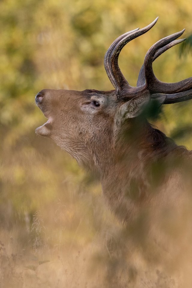 Обои природа, олень, профиль, животное, рога, голова, nature, deer, profile, animal, horns, head разрешение 2048x1365 Загрузить