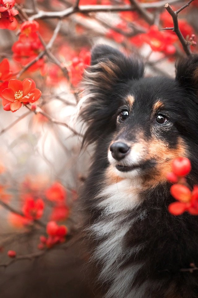 Обои природа, ветки, собака, шелти, nature, branches, dog, sheltie разрешение 2048x1366 Загрузить