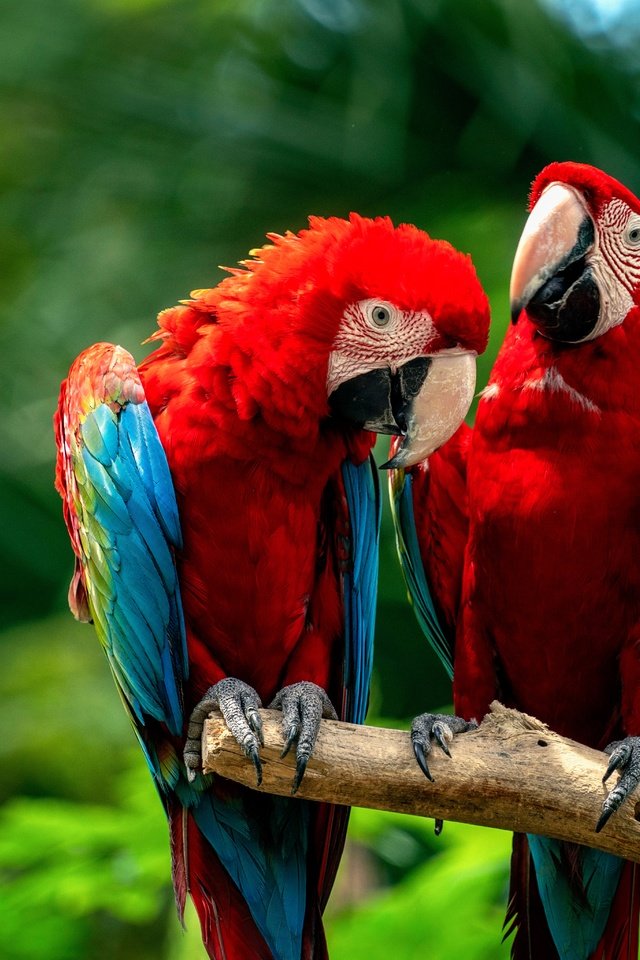 Обои птицы, парочка, попугаи, birds, a couple, parrots разрешение 6144x4098 Загрузить