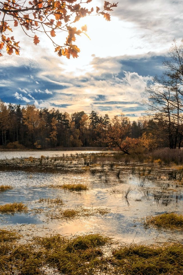 Обои река, лес, river, forest разрешение 3840x2160 Загрузить