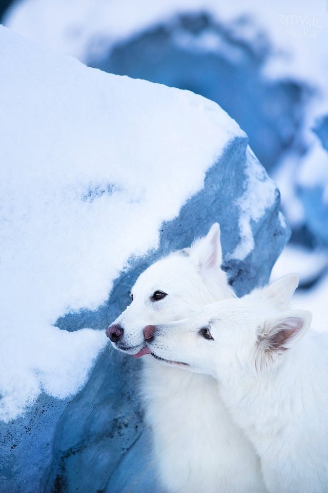 Обои снег, парочка, ледник, две собаки, белая швейцарская овчарка, snow, a couple, glacier, two dogs, the white swiss shepherd dog разрешение 2048x1365 Загрузить