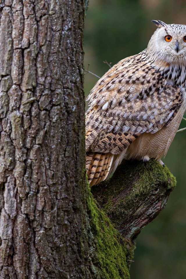 Обои сова, дерево, птица, филин, owl, tree, bird разрешение 4322x3049 Загрузить