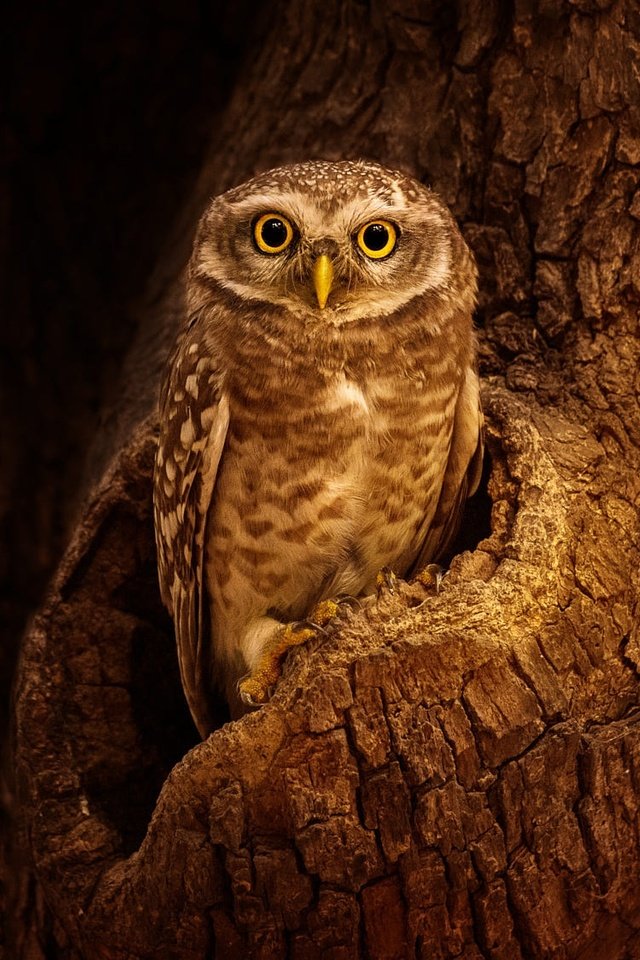 Обои сова, дерево, взгляд, птица, кора, дупло, сыч, owl, tree, look, bird, bark, the hollow разрешение 2000x1125 Загрузить