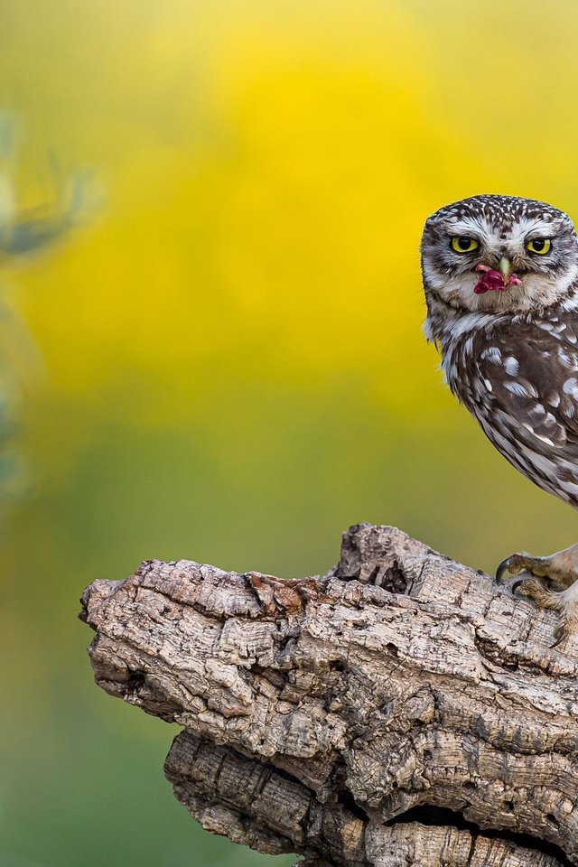 Обои сова, фон, птица, пень, добыча, сыч, owl, background, bird, stump, mining разрешение 2000x1334 Загрузить