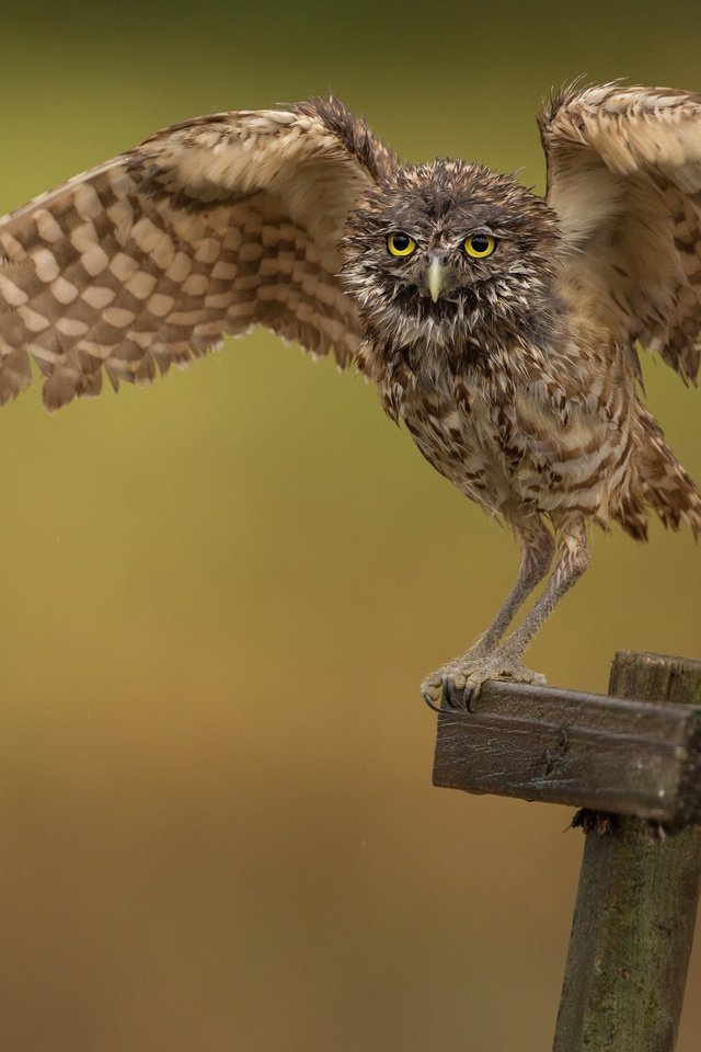 Обои сова, фон, птица, сыч, размах крыльев, столбик, owl, background, bird, wingspan, column разрешение 3071x2031 Загрузить