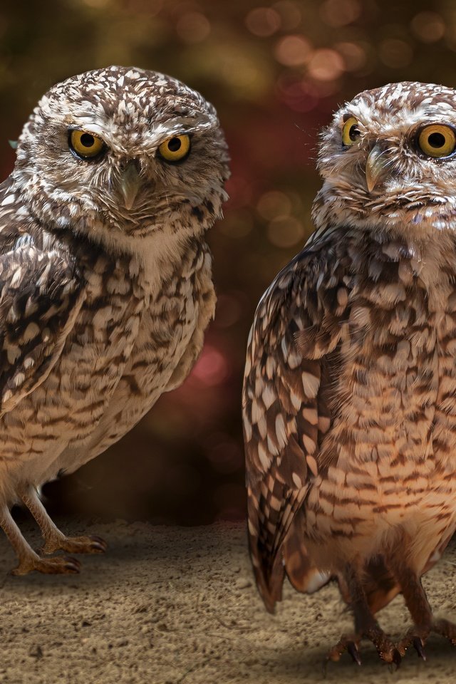 Обои сова, взгляд, птицы, боке, совы, сыч, сычи, owl, look, birds, bokeh, owls разрешение 3840x2560 Загрузить