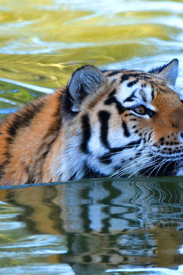 Обои тигр, морда, вода, взгляд, водоем, купание, плавание, tiger, face, water, look, pond, bathing, swimming разрешение 3840x2325 Загрузить