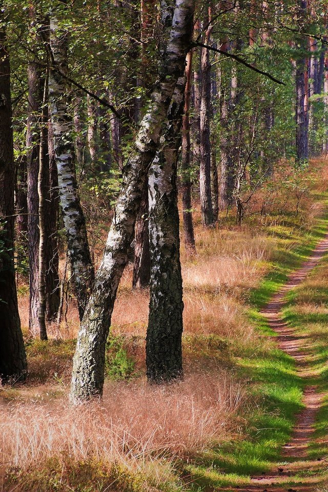 Обои трава, деревья, лес, ветки, стволы, тропинка, grass, trees, forest, branches, trunks, path разрешение 3840x2160 Загрузить