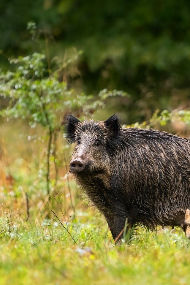 Обои трава, кабаны, природа, кабанчик, лес, мама, малыш, два, кабан, детеныш, grass, boars, nature, hog, forest, mom, baby, two, boar, cub разрешение 2047x1156 Загрузить