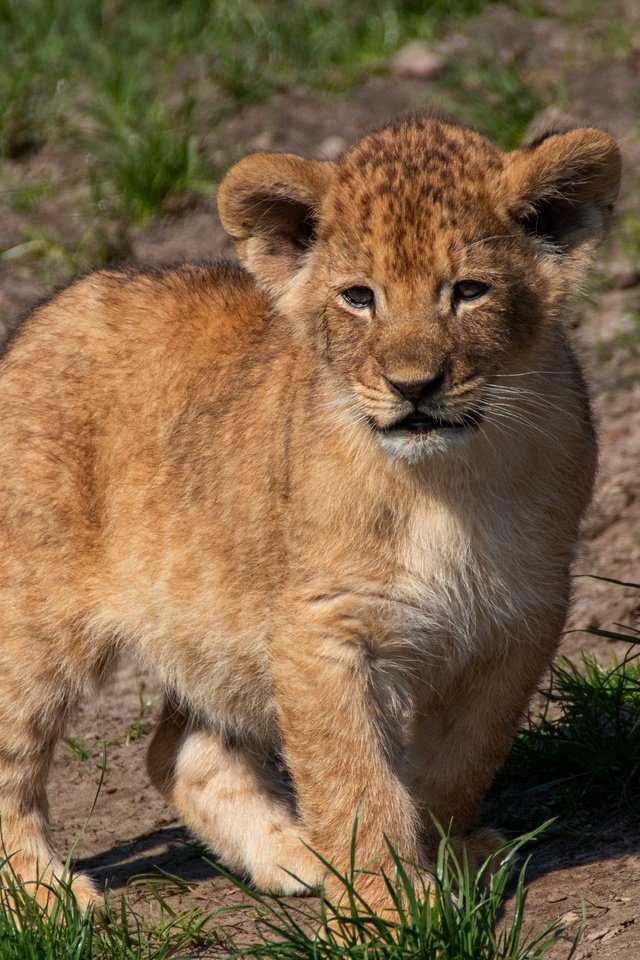 Обои трава, природа, поза, мордашка, малыш, львёнок, grass, nature, pose, face, baby, lion разрешение 4598x2921 Загрузить