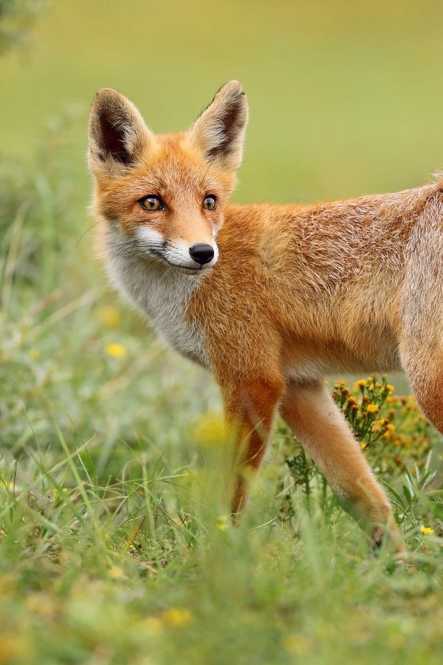 Обои трава, природа, поза, взгляд, лиса, grass, nature, pose, look, fox разрешение 2000x1286 Загрузить