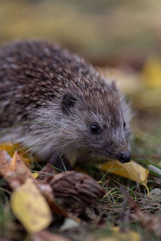 Обои трава, листья, осень, прогулка, ежик, еж, боке, grass, leaves, autumn, walk, hedgehog, bokeh разрешение 2048x1365 Загрузить