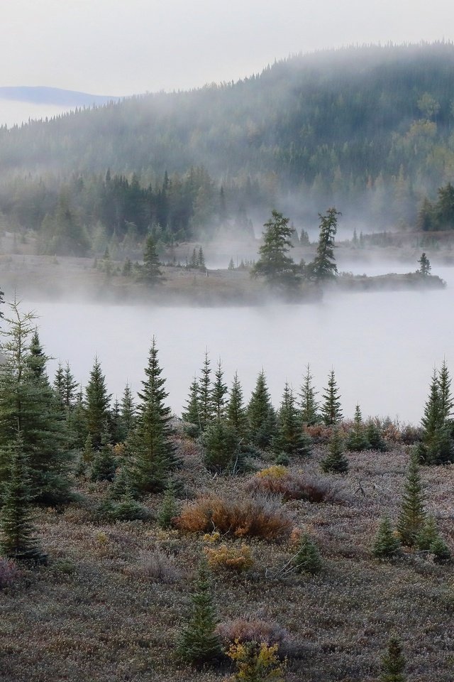 Обои туман, осень, елки, fog, autumn, tree разрешение 3070x1864 Загрузить