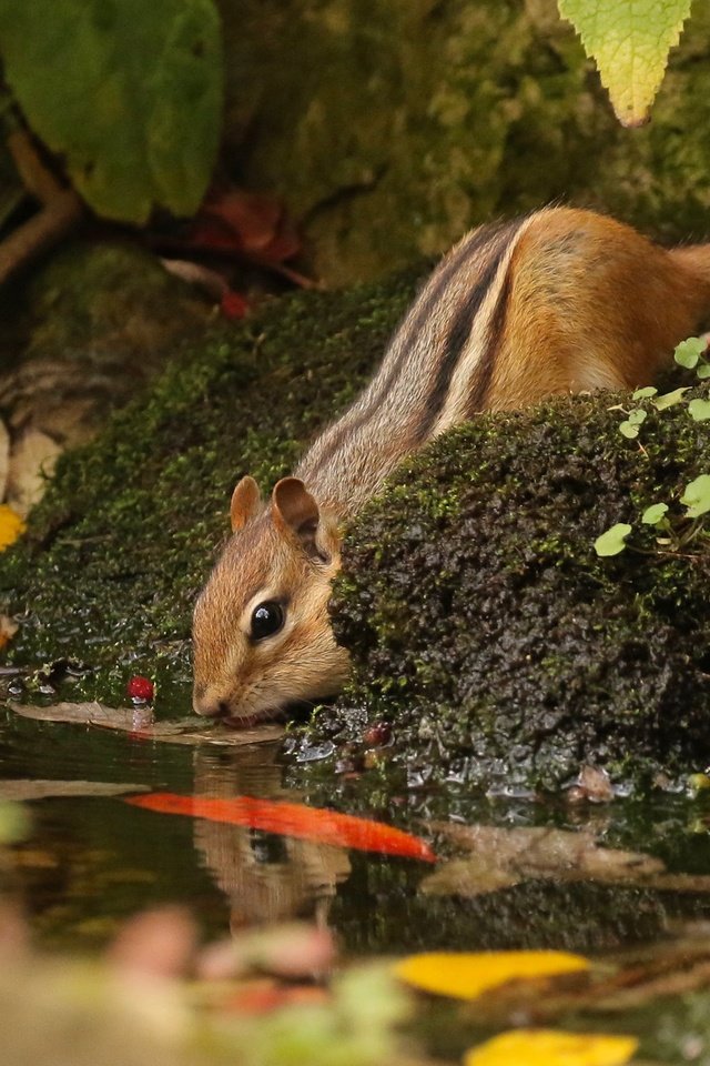 Обои вода, природа, камни, листья, животное, зверек, бурундук, грызун, water, nature, stones, leaves, animal, chipmunk, rodent разрешение 2048x1401 Загрузить