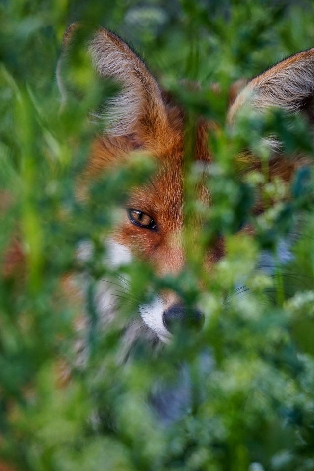 Обои зелень, портрет, лиса, боке, greens, portrait, fox, bokeh разрешение 2880x1920 Загрузить