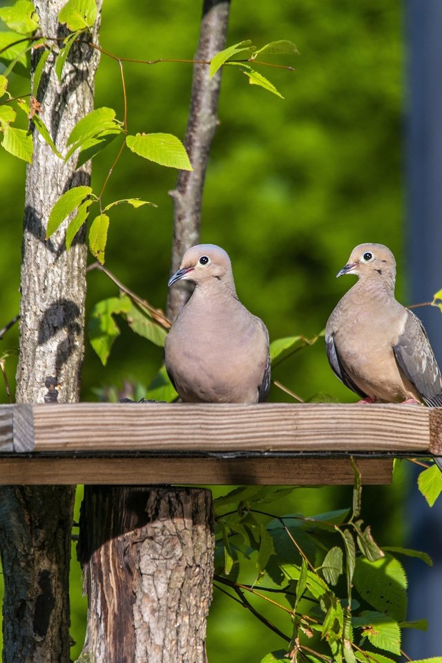 Обои зелень, ветки, листва, забор, птицы, голубь, голуби, greens, branches, foliage, the fence, birds, dove, pigeons разрешение 3840x2563 Загрузить