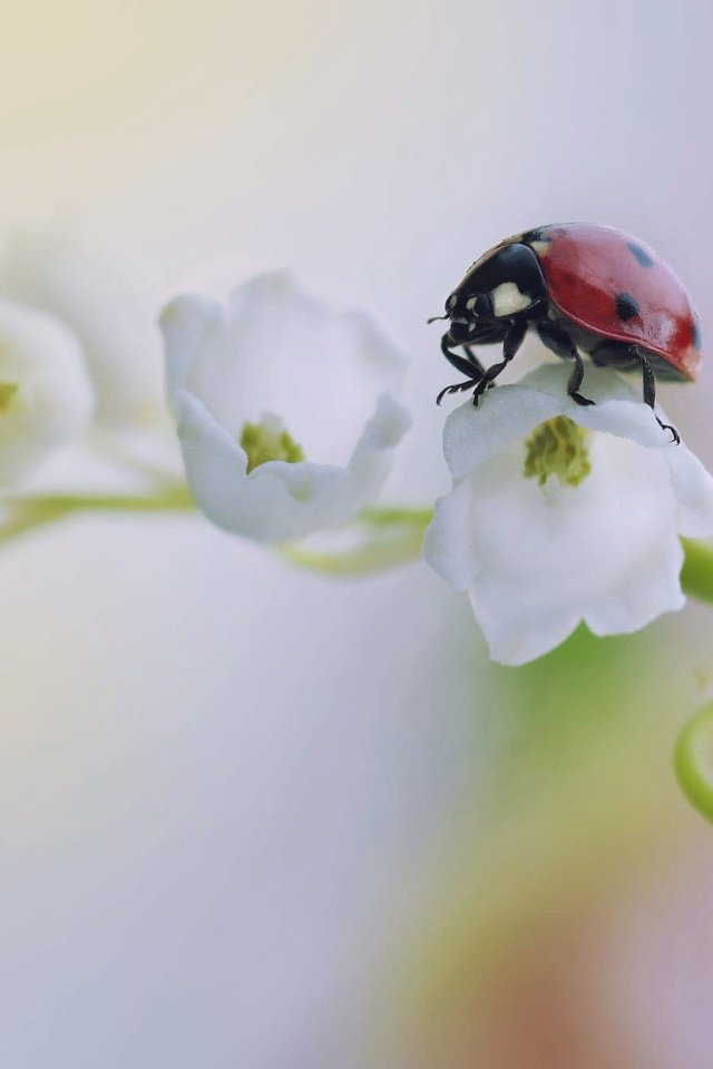 Обои жук, макро, цветок, божья коровка, ландыш, beetle, macro, flower, ladybug, lily of the valley разрешение 2000x1333 Загрузить
