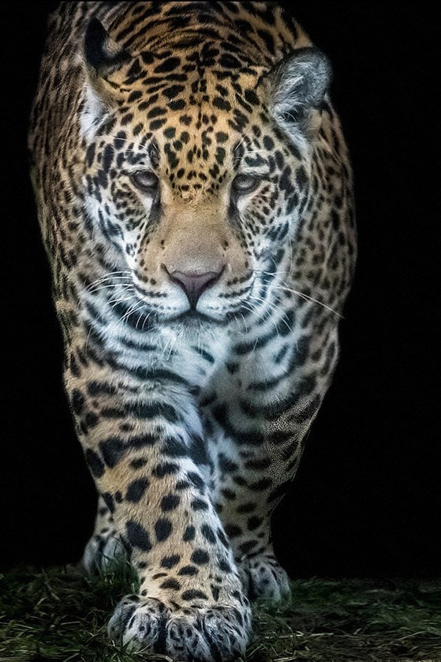 Обои морда, хищник, большая кошка, ягуар, черный фон, дикая кошка, face, predator, big cat, jaguar, black background, wild cat разрешение 1920x1080 Загрузить