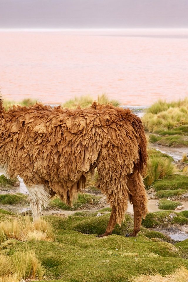 Обои чили, лама, млекопитающее, chile, lama, mammal разрешение 2048x1365 Загрузить