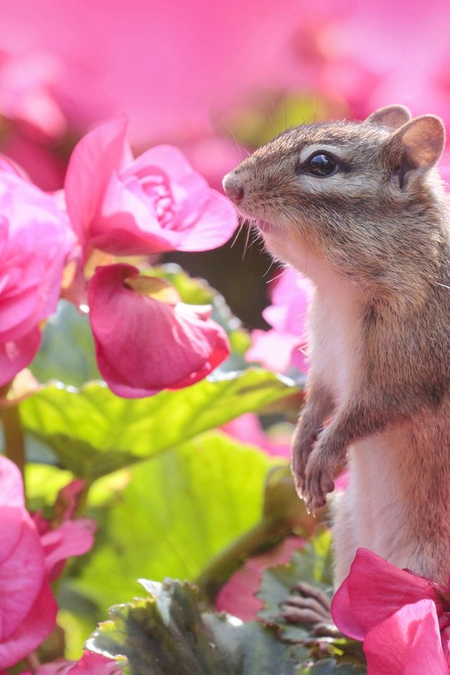 Обои цветы, бурундук, стойка, грызун, бегония, flowers, chipmunk, stand, rodent, begonia разрешение 2560x2229 Загрузить