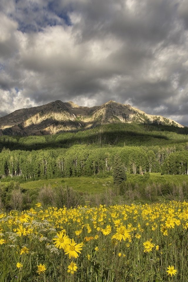 Обои цветы, горы, луг, желтые, flowers, mountains, meadow, yellow разрешение 2000x1314 Загрузить