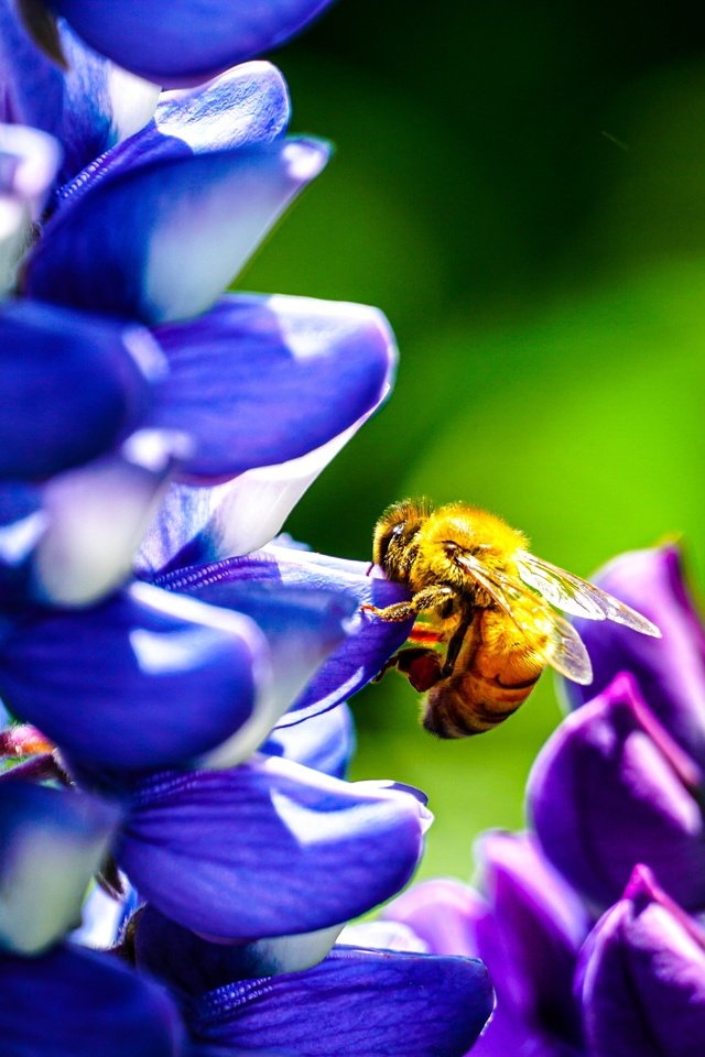 Обои цветы, бутоны, насекомое, лепестки, крылья, пчела, люпины, flowers, buds, insect, petals, wings, bee, lupins разрешение 6000x3376 Загрузить