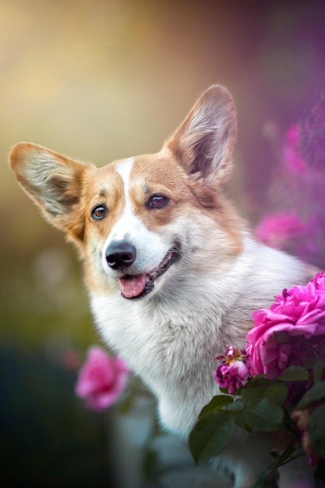 Обои цветы, розы, собака, мордашка, боке, вельш-корги, flowers, roses, dog, face, bokeh, welsh corgi разрешение 4928x3280 Загрузить