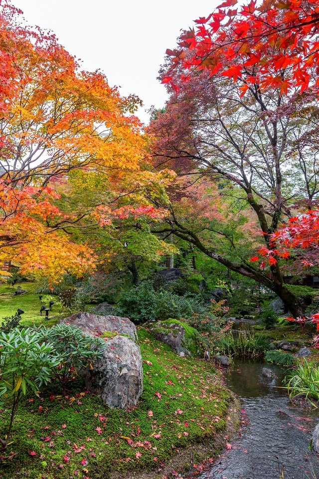 Обои деревья, листья, парк, осень, trees, leaves, park, autumn разрешение 4928x3280 Загрузить