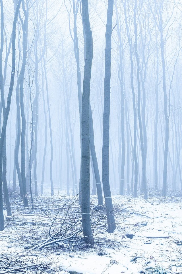 Обои деревья, снег, природа, лес, зима, туман, trees, snow, nature, forest, winter, fog разрешение 3840x2160 Загрузить
