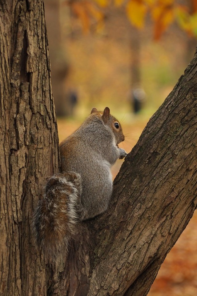 Обои дерево, осень, серая, белка, tree, autumn, grey, protein разрешение 4608x3456 Загрузить