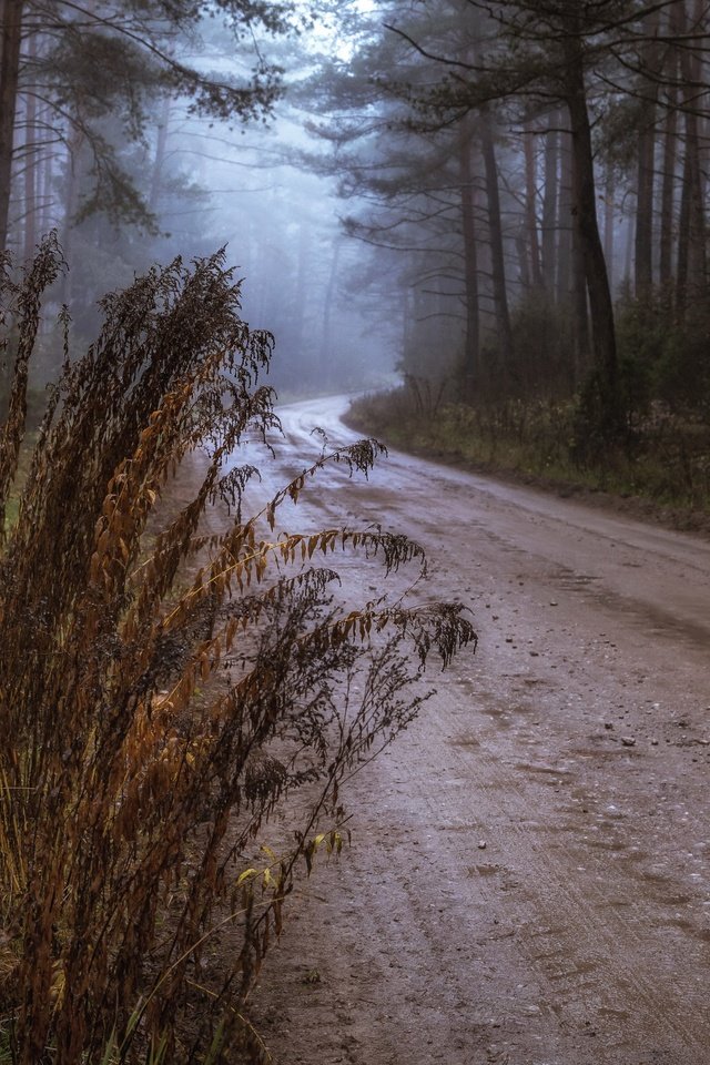 Обои дорога, осень, road, autumn разрешение 3840x2160 Загрузить